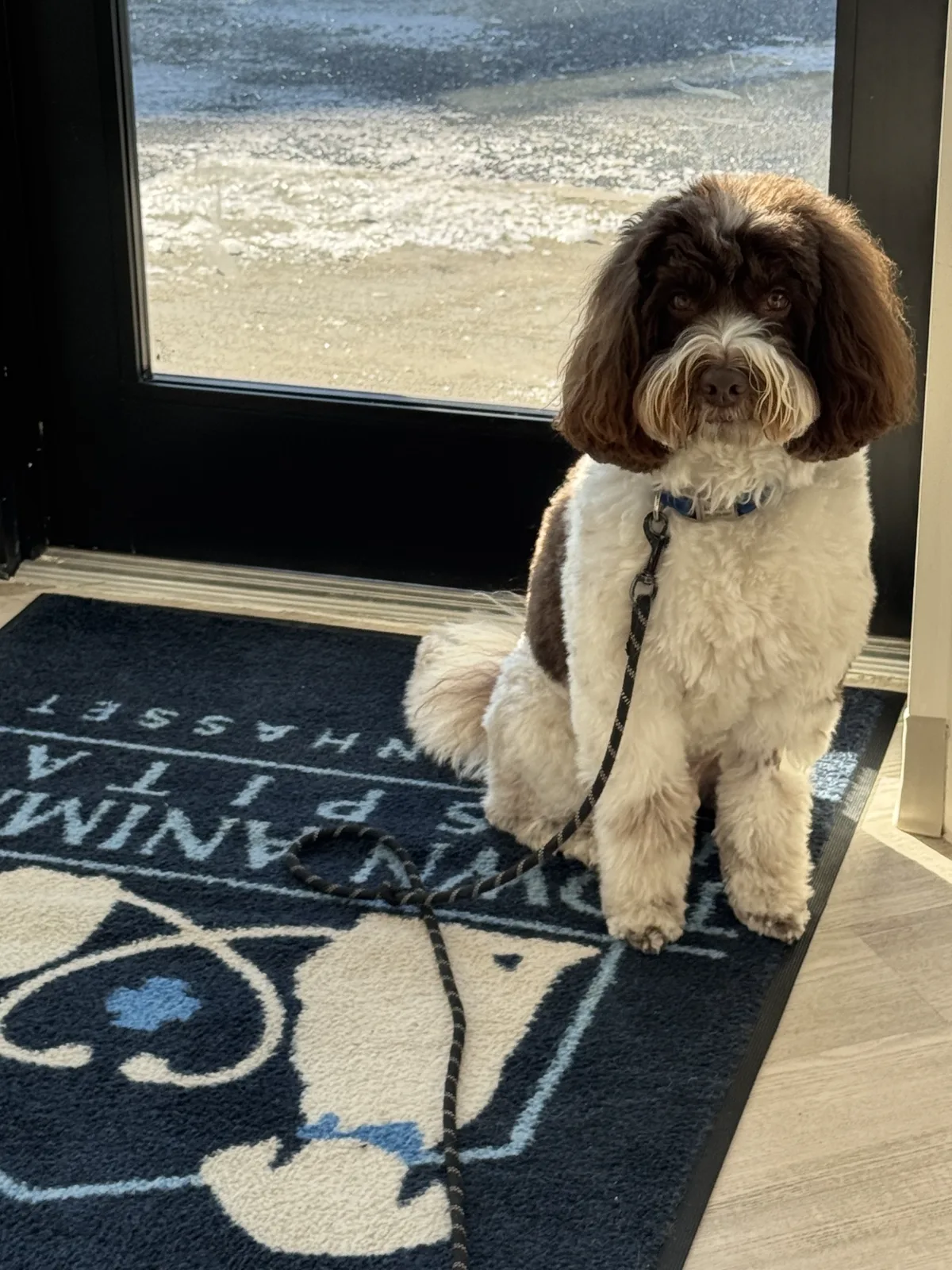 Town Animal Hospital of Manhasset, photo 2